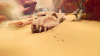 Earthlock 2 (XSX) 