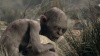The Lord of the Rings: Gollum (PS5)